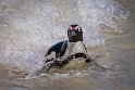 155 Boulders Beach, Zuid-Afrika